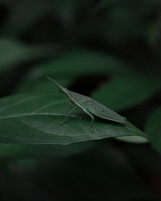A close-up image of a green leaf with a small, leaf-mimicking insect resting on its surface, capturing fine details of the insect's body and the leaf's texture. The background features blurred dark gr