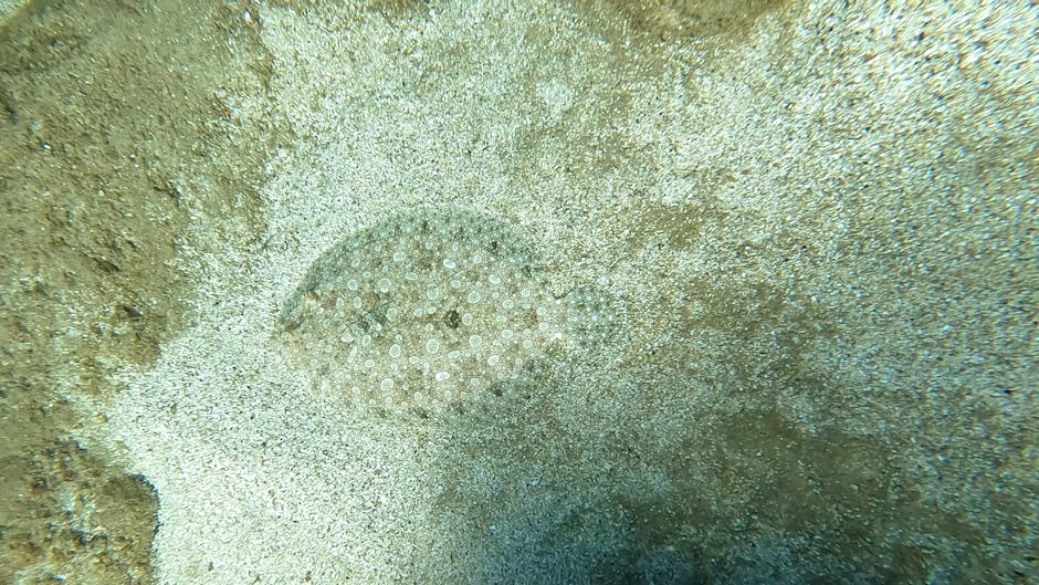 Close-up of a sand-covered ocean floor featuring a circular pattern of small, white sea urchin spines set amid fine, light-colored sand and sparse rocky patches. The image captures the textured surfac