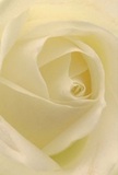 This close perspective draws you into the heart of a creamy white rose, enfolding you in layers of delicately spiralled petals that seem suspended in luminous stillness-much like the quiet that dawn brings over Mile End Road. The surface appears soft as velvet, beckoning you to imagine the gentle brush of a fingertip along each almost-translucent fold, scarcely more solid than the morning mist above local allotments. Subtle light and shadow weave through the bloom, unveiling nuanced depths within the ivory curves and infusing the image with an air of peaceful reflection. As lovingly arranged by the experienced florists at Flower Delivery Mile End, the rose's understated palette and quiet grace evoke feelings of comfort, reverence, and renewal-ideal for moments of sympathy, acts of admiration, or pathways to new beginnings. The faintest trace of fragrance, clean and calm, lingers in the mind, affirming the artistry and intent that goes into every bouquet prepared for delivery in Mile End's vibrant and caring community.